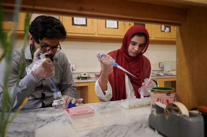 巴基斯坦首都伊斯兰堡真纳大学，学生在中国—巴基斯坦小麦分子育种国际联合实验室内进行实验样本测试。新华社记者  唐斌辉摄 