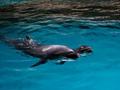黑龙江省首例人工饲育环境下海豚繁育成功
