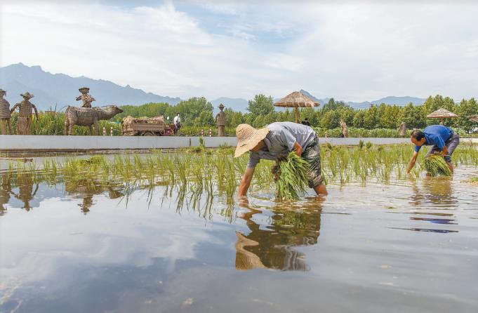 6月22日，在位于西安高新区的东大街道北大村，群众在田里插秧。 记者 许奥博摄
