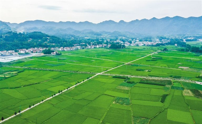 6月26日，勉县阜川镇唐家湾村的千亩稻田，绿意盎然、阡陌纵横。 通讯员 陈林摄