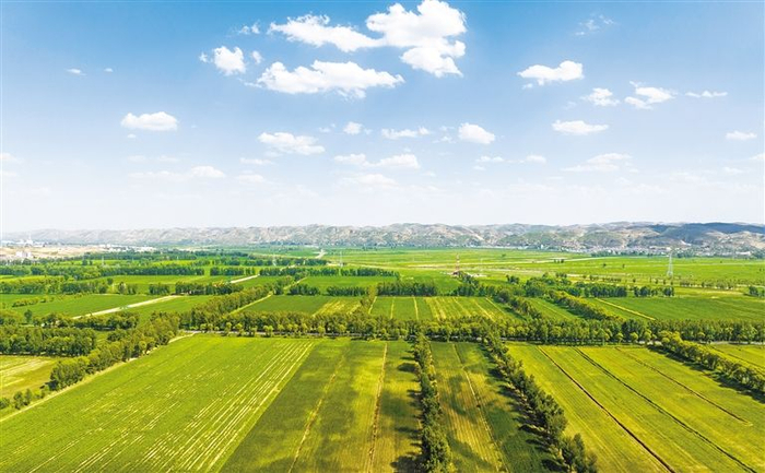 6月25日，榆林市榆阳区鱼河峁镇水稻种植区，千亩稻田绿意盎然，生动展示了田园之美。 通讯员 延杨红摄