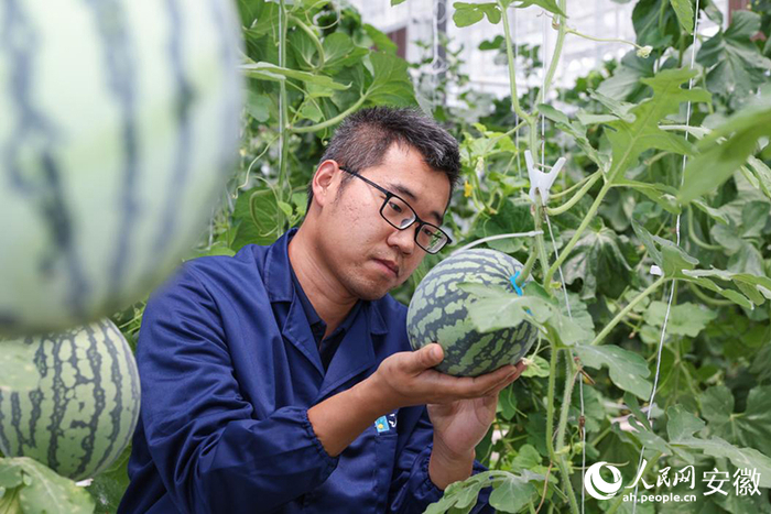 江淮园艺大棚里，技术人员检查新品种生长情况。人民网记者 张俊摄