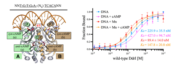 左图：DdrI蛋白的整体二聚化结构与重要的元件。右图：DdrI结合DNA的酶动力学参数