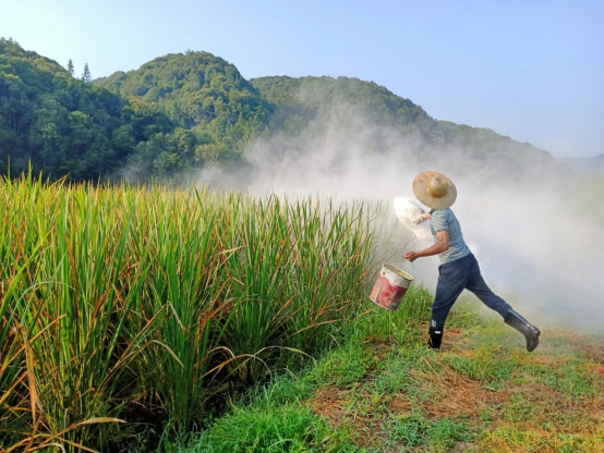 （江西有机茭白盒马村，采用人工物理杀菌方式，调节土壤酸碱度）