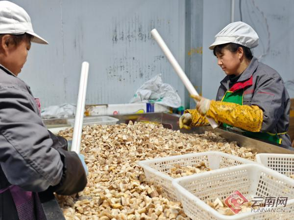大理野生菌加工工厂 记者 李丽 摄