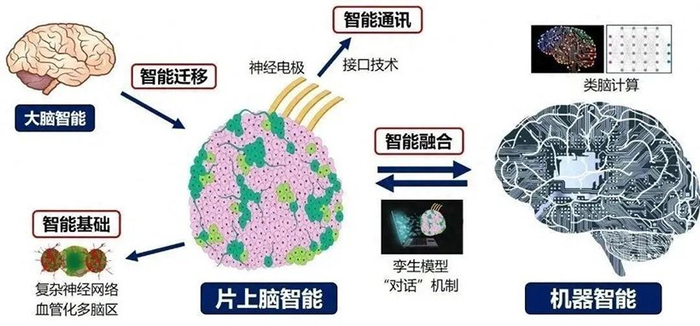 “片上脑—机接口”智能交互系统MetaBOC图示。图片源自天津大学