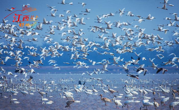 【万千气象看江西】用新守护鄱阳湖70万只越冬候鸟