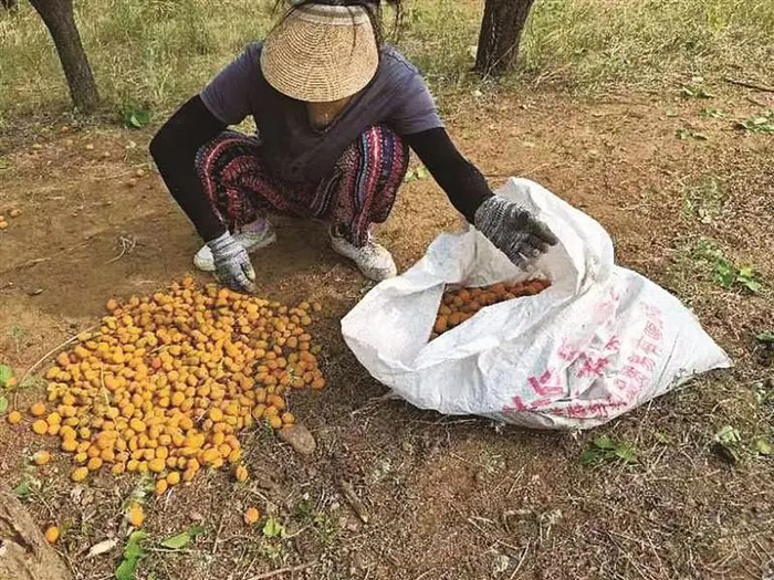 图为农户正在捡拾山杏。