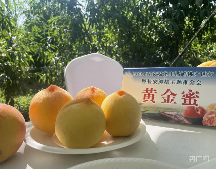 推介会上，黄金蜜、金魁等20余种不同品种的优质鲜桃集中展示（央广网记者刘昱 摄）