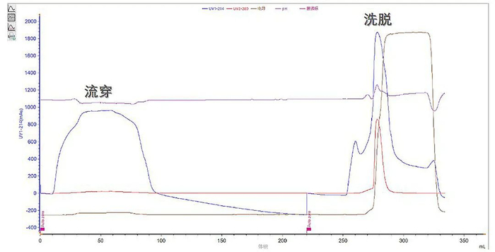 图5：重组胶原蛋白TA-Q FF纯化曲线