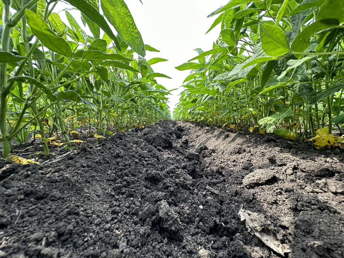 大豆枝繁叶茂，株高都在36厘米左右，苗情长势喜人