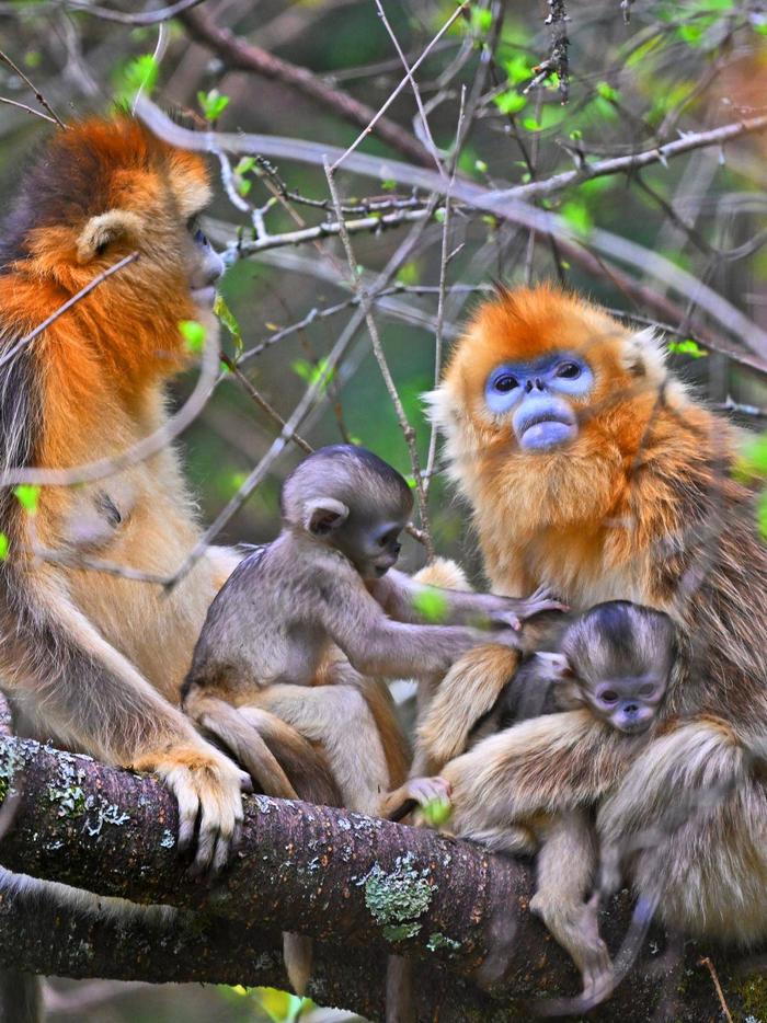 成年金丝猴在树上呵护新出生的小猴。（ 湖北日报全媒记者 刘曙松 摄）