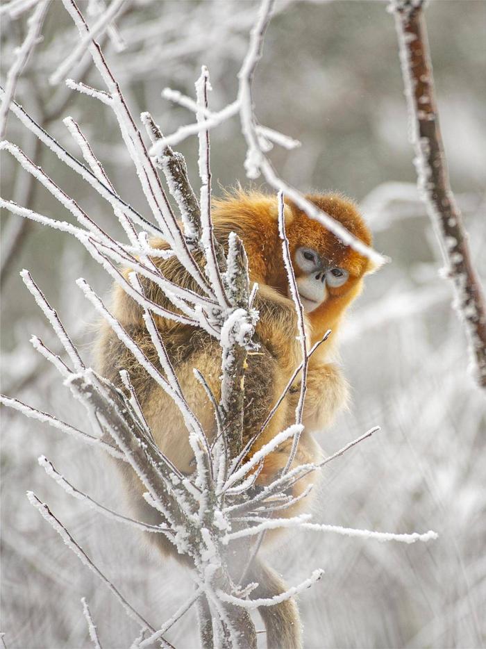 大雪中在野外觅食的金丝猴。（湖北日报全媒记者 刘曙松 摄）