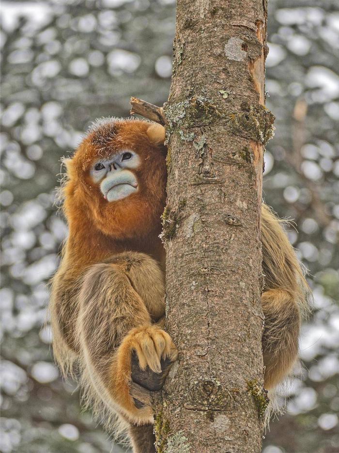 清晨，树干上栖息的金丝猴头顶挂着冰霜。（湖北日报全媒记者 刘曙松 摄）