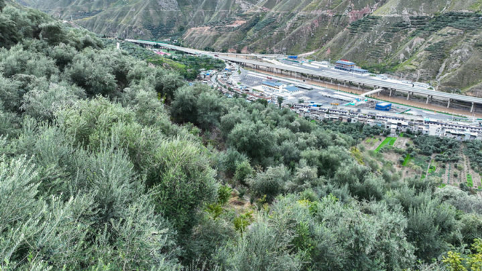 甘肃省陇南市武都区外纳镇一处油橄榄种植基地（无人机照片）。新华每日电讯记者 郎兵兵 摄