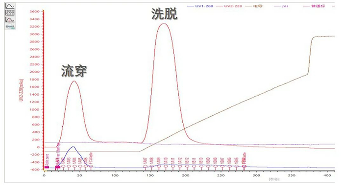 图7：重组胶原蛋白TA-SP FF纯化曲线