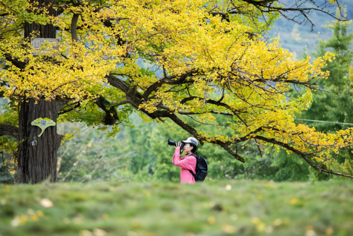 摄影爱好者在陇南市徽县嘉陵镇田河村内拍摄古银杏树。新华每日电讯记者 郎兵兵 摄