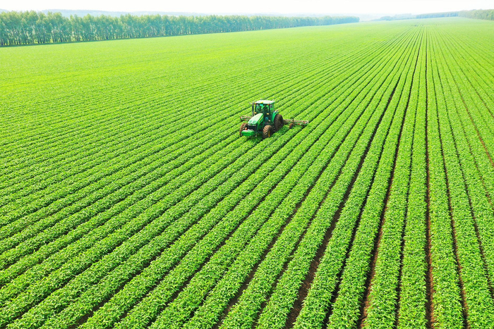 豆苗齐整整地在田里“列队”