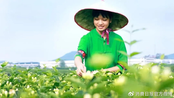 图为茶农正在采茶。