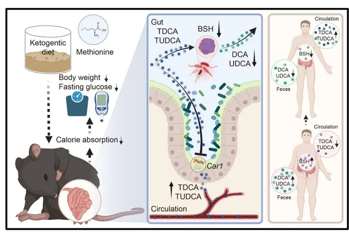图：KD通过肠道微生物依赖性TDCA和TUDCA抗肥胖的分子机制示意图