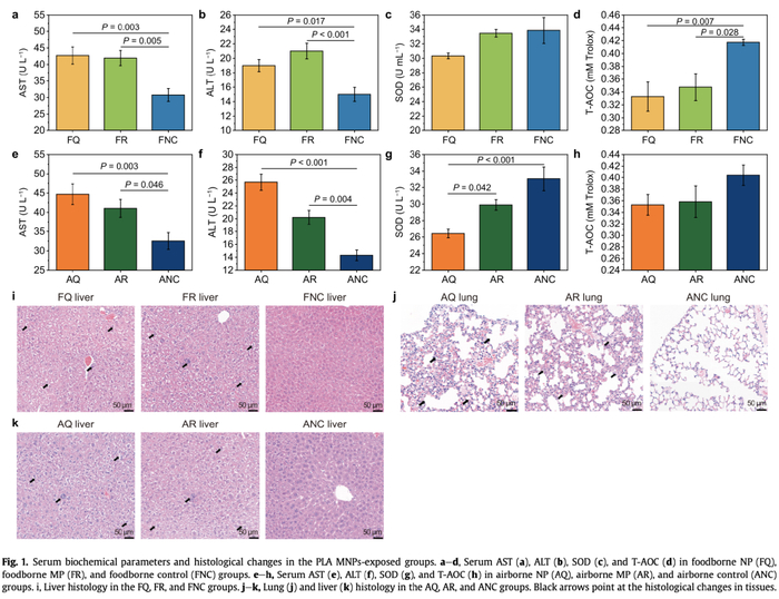 MNPs对肝功能和抗氧化活性的影响