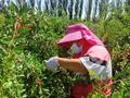 瓜州布隆吉尔大草原的“金果”迎来采摘季