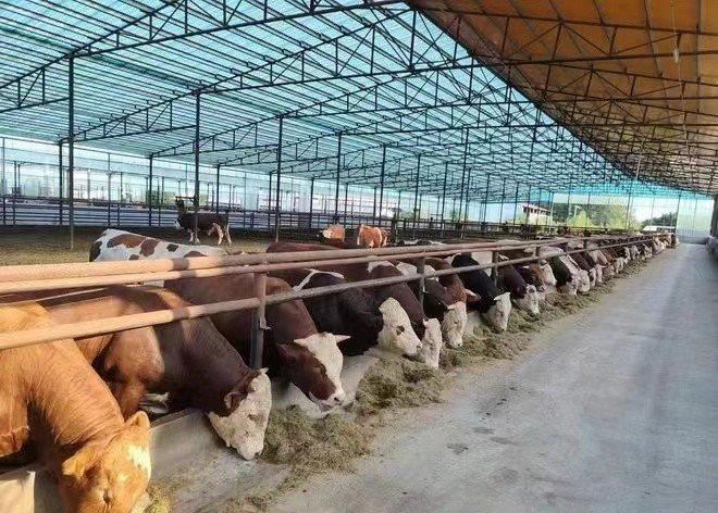 壁纸 动物 羚羊 牛 圈养 养殖 660