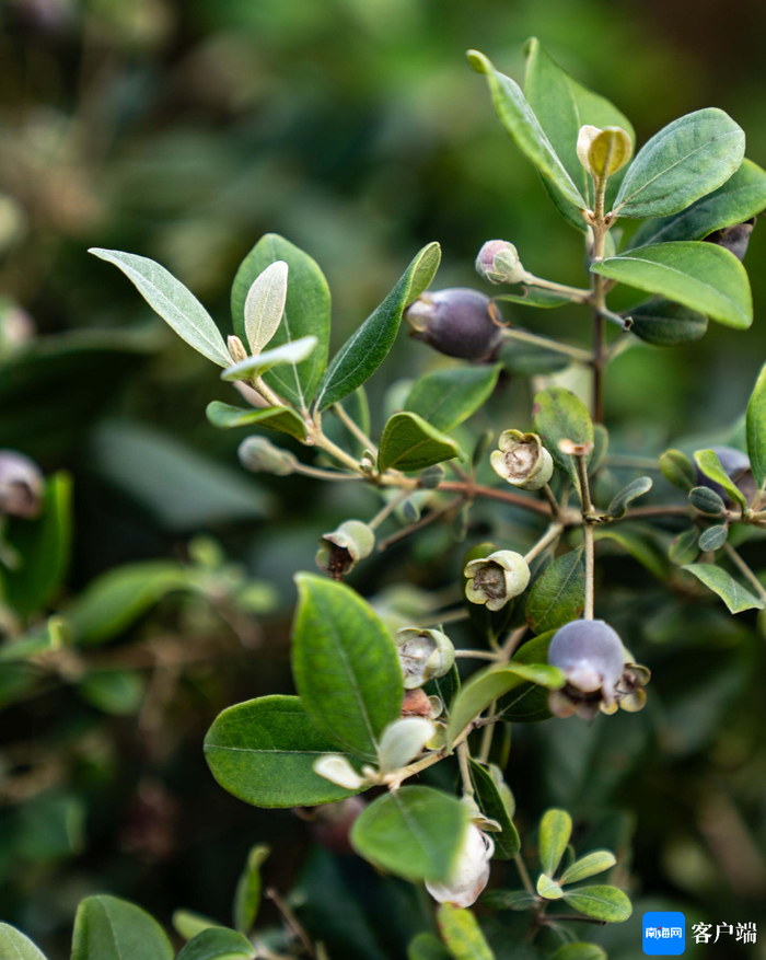 桃金娘成熟。记者 刘孙谋 摄