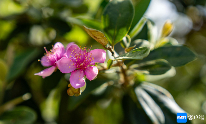 桃金娘花开。记者 刘孙谋 摄