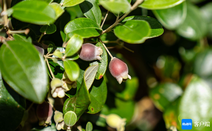 桃金娘成熟。记者 刘孙谋 摄