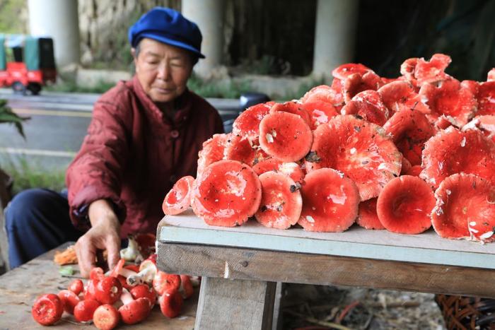   6月28日，在云南省腾冲市猴桥镇箐口村野生食用菌交易市场，当地村民分拣、出售新鲜采拾的大红菌。新华社发（龚祖金 摄）