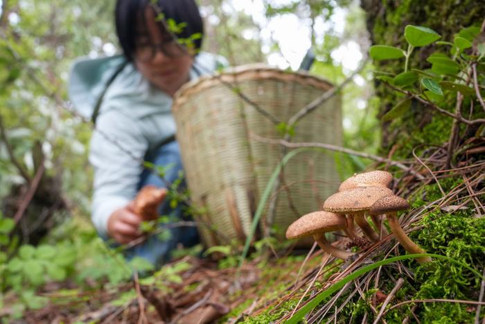   6月29日，市民在云南省曲靖市沾益区炎方乡的树林里采摘野生食用菌。新华社发（杨俊鹏 摄）