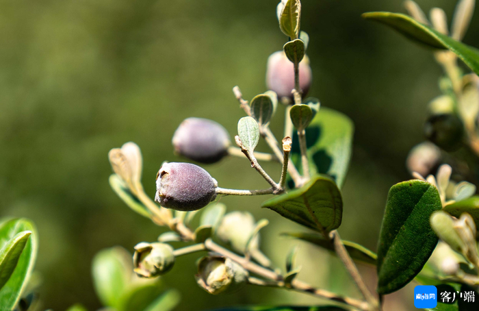 桃金娘成熟。记者 刘孙谋 摄