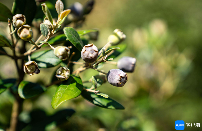 桃金娘成熟。记者 刘孙谋 摄