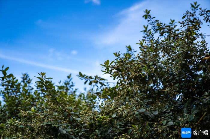 桃金娘成熟。记者 刘孙谋 摄