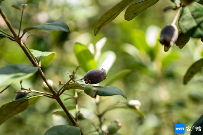 桃金娘成熟。记者 刘孙谋 摄