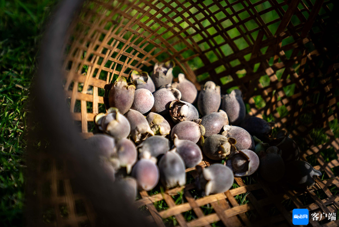 桃金娘成熟。记者 刘孙谋 摄