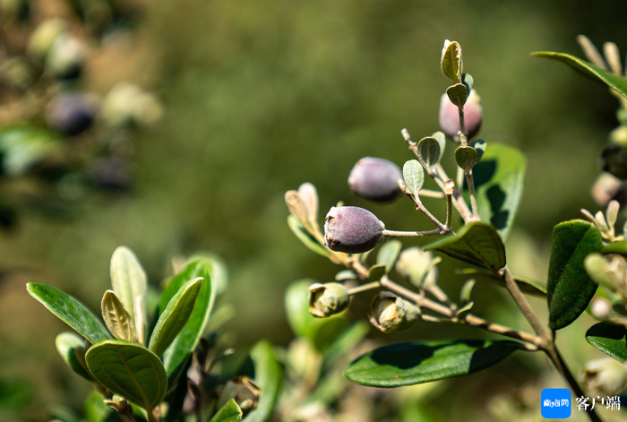 桃金娘成熟。记者 刘孙谋 摄