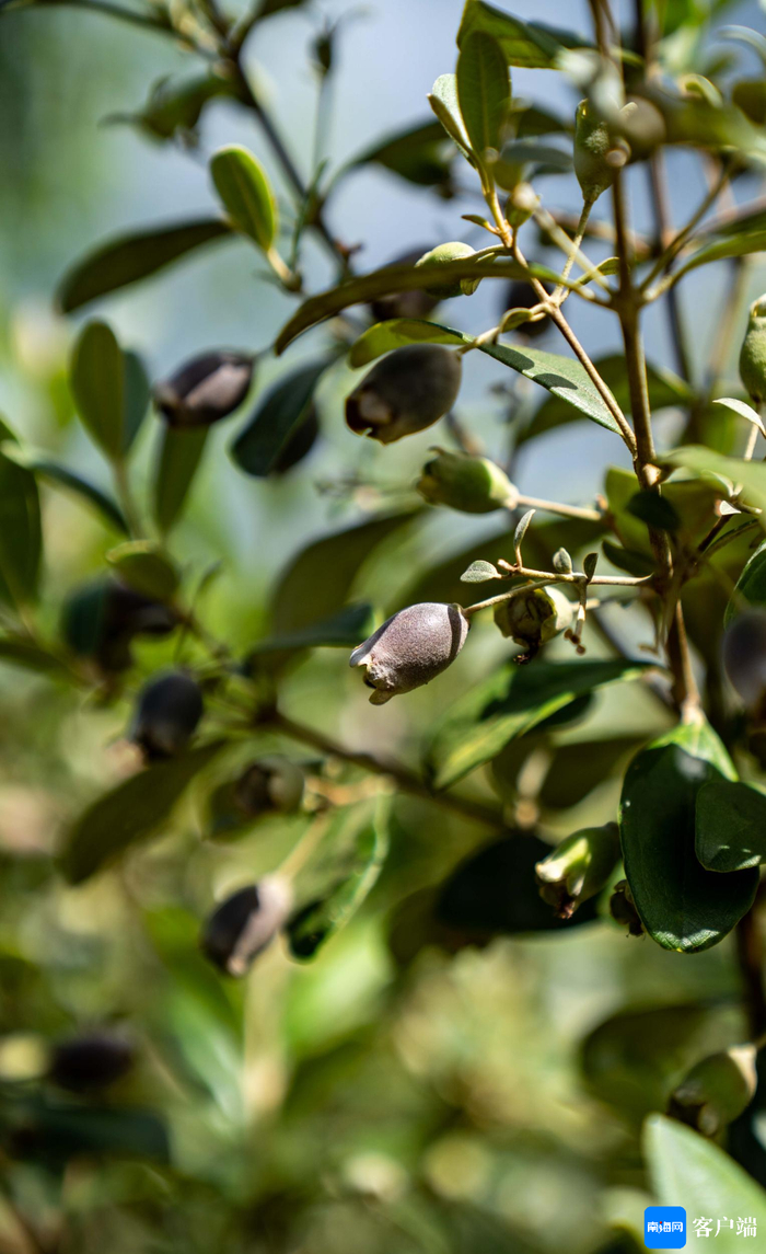 桃金娘成熟。记者 刘孙谋 摄