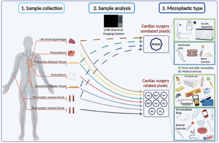 微塑料在人体内的分布情况