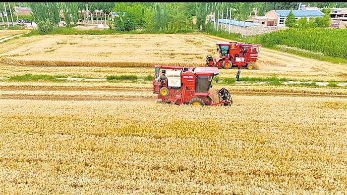 近日，青铜峡市叶盛镇张庄村，农民驾驶收割机抢收小麦。
