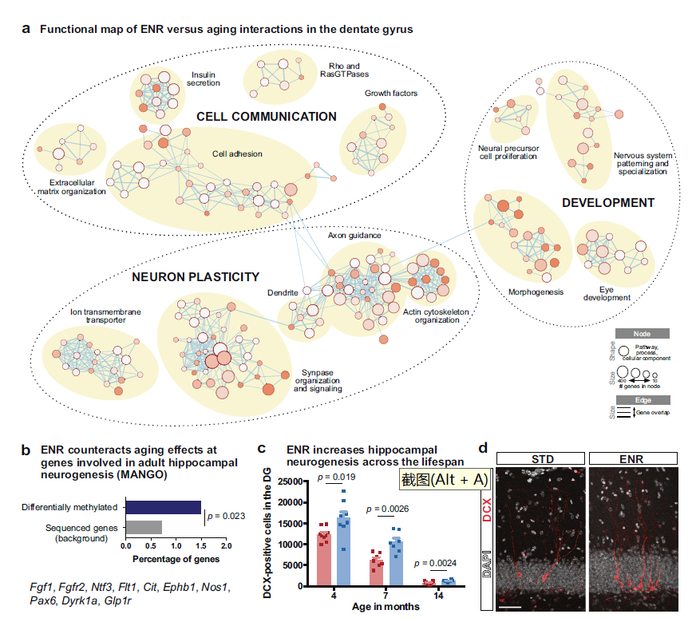 图1：环境丰富化将对环境敏感的与年龄相关的DNA甲基化变化与神经元可塑性及成年海马神经新生联系起来