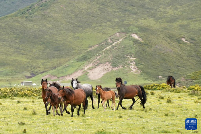 在甘肃省张掖市肃南裕固族自治县皇城镇境内的祁连山脚下,马群在草原