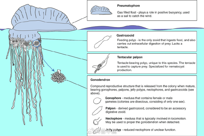 僧帽水母由不同的小个体组成（来源：文献 1）