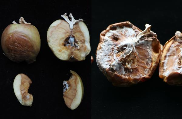 7月10日（左边）和 7月11日（右边）苹果上的白参菌丝生长对比。许容聚博士供图