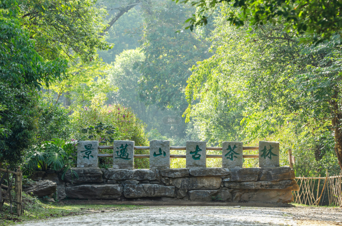 景迈山古茶林 周思雨 摄