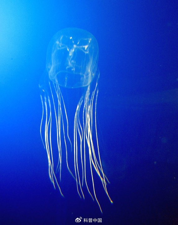 澳大利亚箱水母
