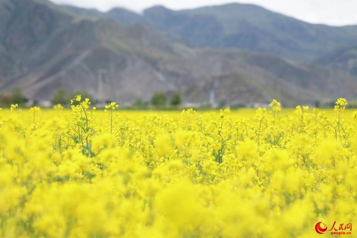 金色油菜花铺满大地。 人民网 李海霞 摄