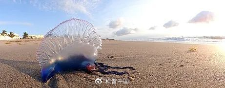 沙滩上的僧帽水母