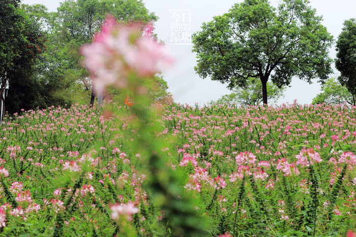市民花田。（本网资料图片）